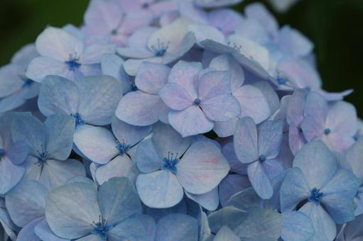 紫陽花 紫陽花,装飾花,水色の写真素材