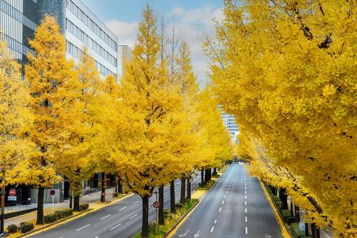 イチョウ並木⑷ イチョウ,黄葉,並木の写真素材