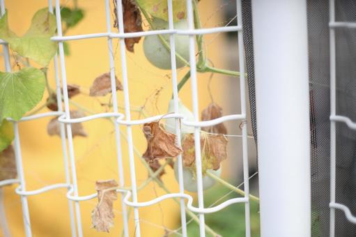 フェンス越し青トマト トマト,とまと,植物の写真素材