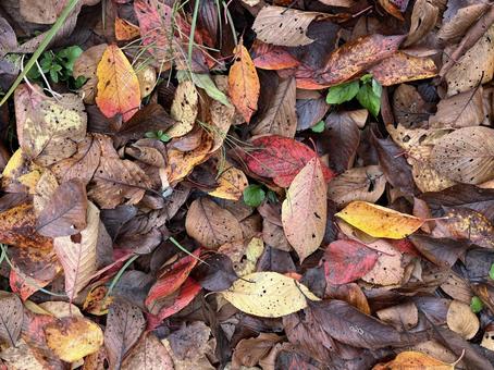 秋の風景 落ち葉,落葉,枯れ葉の写真素材