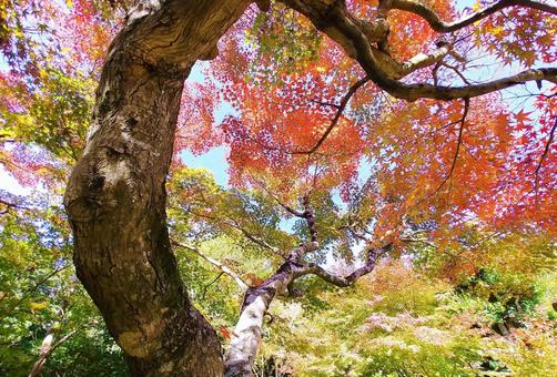 もみじの紅葉 紅葉,もみじ,もみじの木の写真素材