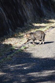 野良猫 野良猫の写真