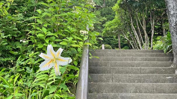 Photo, fayun temple, mount zuiryu, approach, 