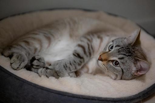 Cat relaxing on a cat bed, JPG