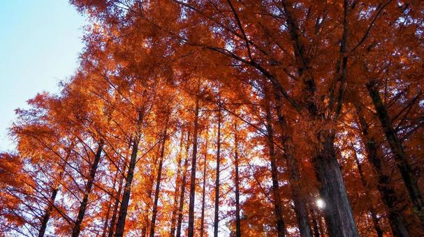 秋の子どもの森公園・メタセコイア・飯能市 秋,メタセコイア,あけぼの子どもの森公園の写真素材