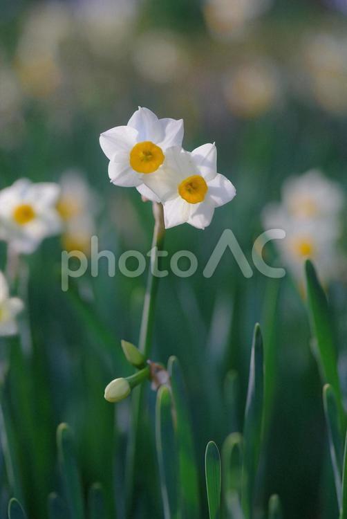 水仙　スイセン　初春の花　春 水仙,スイセン,初春の花の写真素材