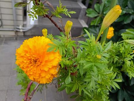 マリーゴールド 花,植物,マリーゴールドの写真素材