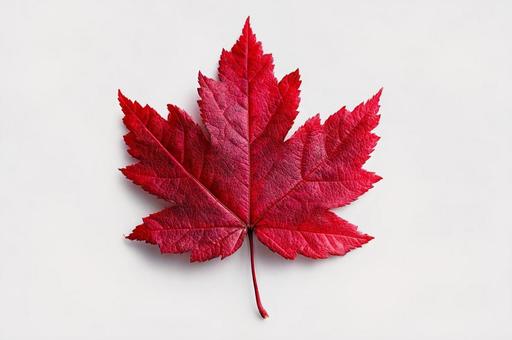 紅葉 もみじ 葉 紅葉 もみじ 葉の写真