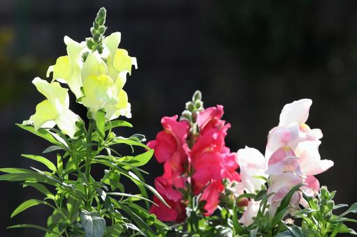 金魚草 植物,草花,花びらの写真素材