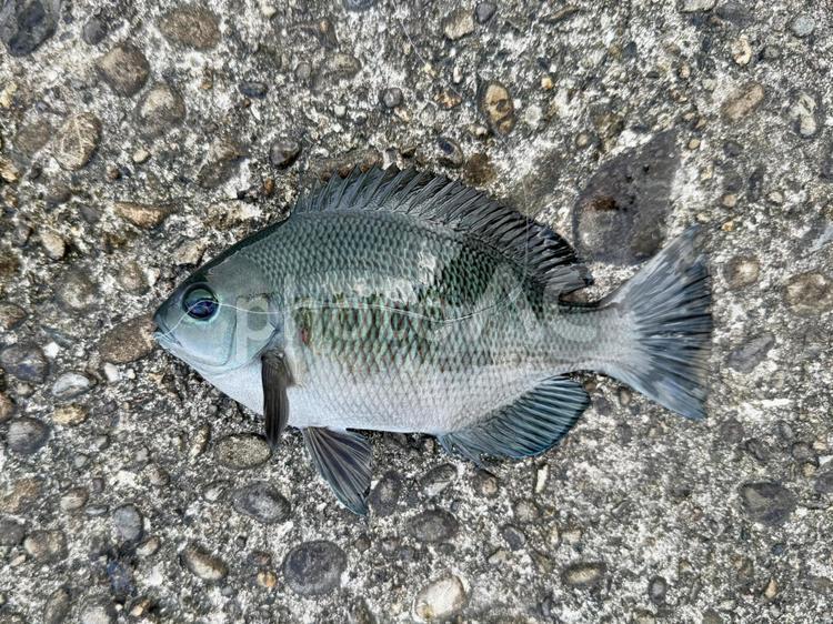 グレ　メジナ　磯釣り 釣り,ふかせ釣り,さかなの写真素材