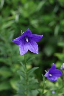 Photo, campanulaceae, flower, bellflower family, 