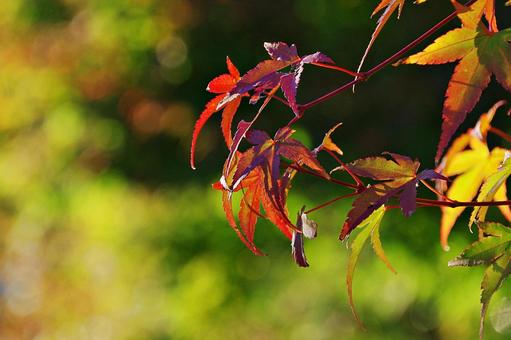 陽射しの中のイロハモミジ 陽射しの中のイロハモミジ イロハモミジ,紅葉,葉の写真素材