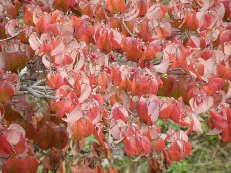 【紅葉写真】美しい紅葉 紅葉,自然,風景の写真素材