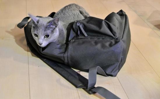 Photo, russian blue, cat, ruck sack, 