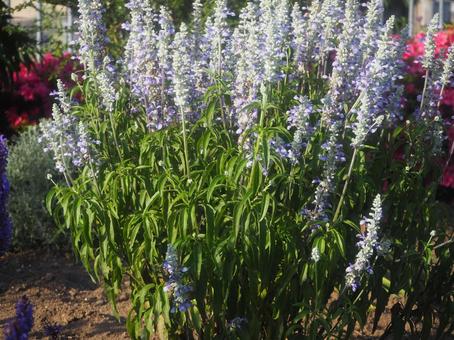 ガーデニングの写真