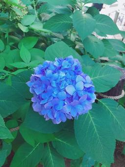 あじさい 青 あじさい 青 あじさい,紫陽花,梅雨の写真素材