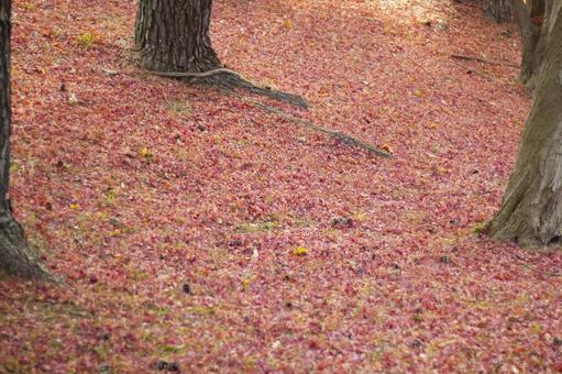 真っ赤な落葉が地面を覆う 真っ赤な落葉が地面を覆う 紅葉,葉,落葉の写真素材