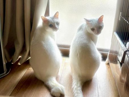 ネコ振り向く ネコ振り向くの写真
