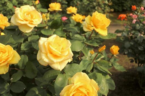 黄色の薔薇 黄色の薔薇の写真