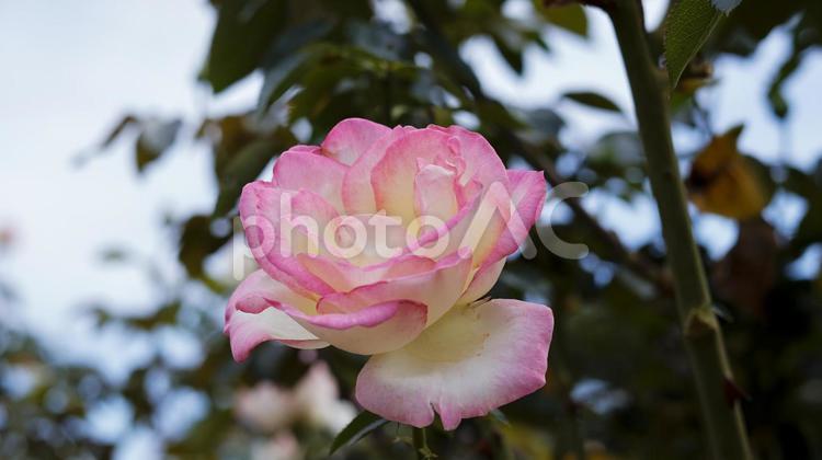 【花の写真】ばらの花 rose,植物,園芸の写真素材