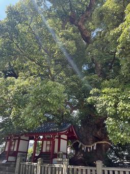 善通寺の大楠と御神木の光 善通寺の大楠と御神木の光の写真