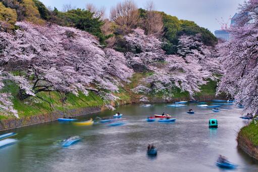 Cherry blossoms and ships, cherry blossoms, chuan, ferry, JPG