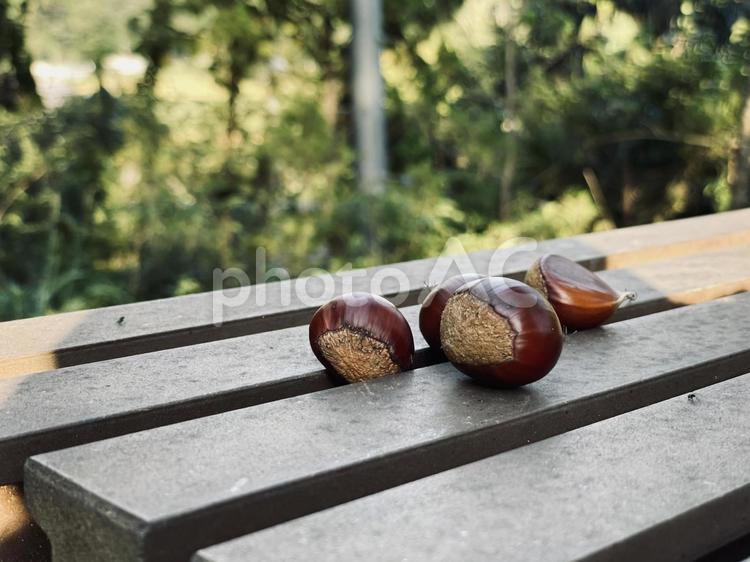 くりっとくり 栗,マロン,野生の写真素材