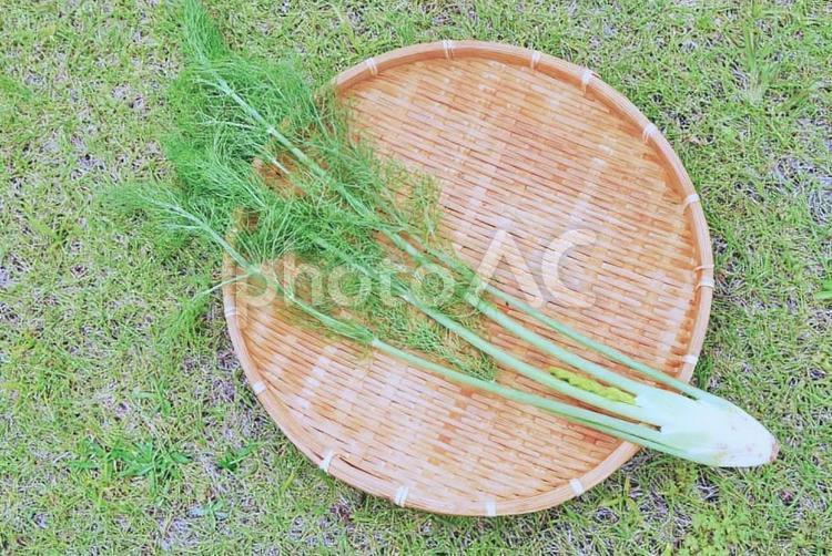 夏の朝採り無農薬野菜　フェンネル フェンネル,ハーブ,香辛料の写真素材