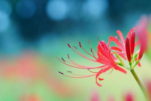 彼岸花 彼岸花 彼岸花,花,植物の写真素材
