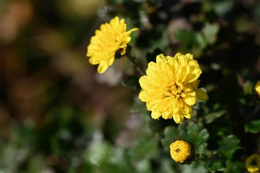 家の庭に咲いた小菊の黄色い花 秋,クローズアップ,ガーデニングの写真素材