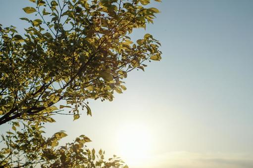 Trees at dusk, JPG Trees at dusk, JPG