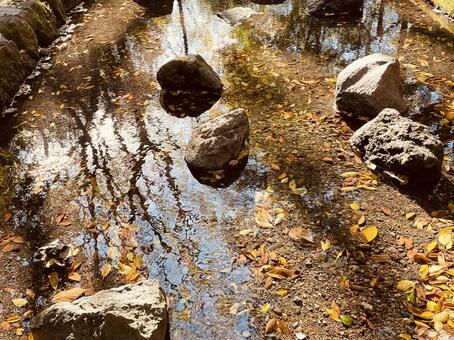水面に浮かぶ落ち葉３ 落ち葉,秋,冬の写真素材