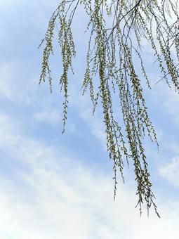 枝垂れ柳 枝垂れ柳 柳,栁,楊の写真素材