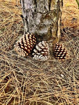 松の木の幹/松ぼっくり/松葉 松ぼっくり,松葉,松の木の写真素材
