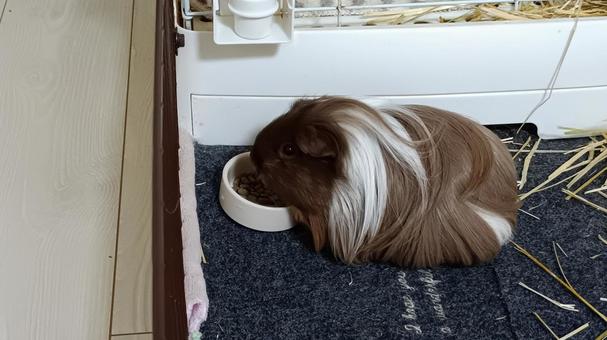 ごはん中のモルモット モルモット,ペット,動物の写真素材