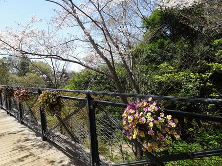 四月のアンデルセン公園-44 四月のアンデルセン公園-44 四月,ふなばしアンデルセン公園,千葉県船橋市の写真素材