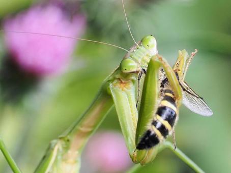 蜂を食べるカマキリ カマキリ,食餌,捕食の写真素材