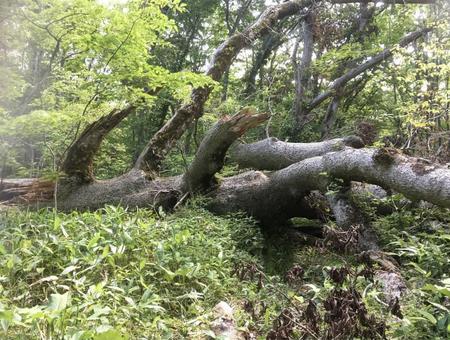 huge fallen tree, JPG huge fallen tree, JPG