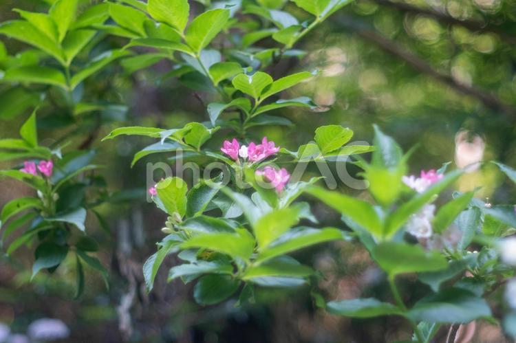 スポットライトが当たっているような赤い花 自然,箱根ウツギ,赤い花の写真素材