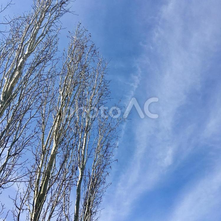 冬の青空とポプラの木 冬,風景,海外の写真素材
