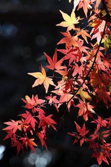 美しい京都の秋、紅葉の風景 美しい京都の秋、紅葉の風景の写真