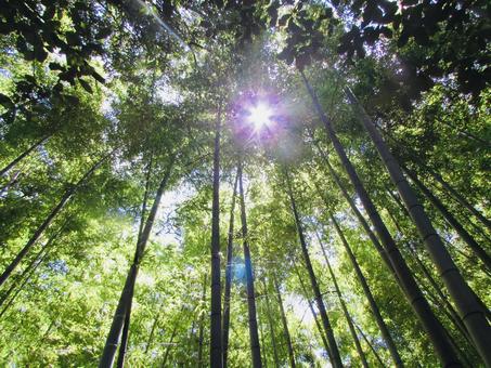 竹林と木漏れ日 竹林と木漏れ日 竹林,木漏れ日,竹の写真素材