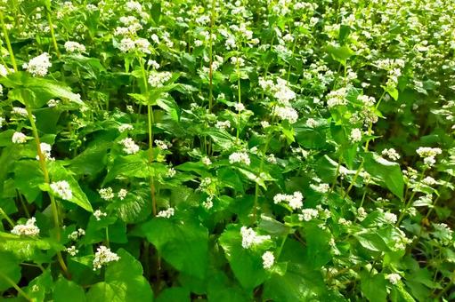 ソバの花7 ソバの花7 ソバ,そば,蕎麦の写真素材