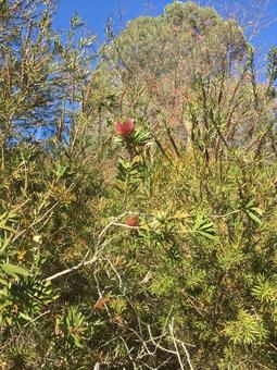 ブラシノキの花 ブラシノキの花の写真