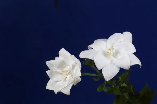白いキキョウの花 白いキキョウの花 植物,花,ききょうの写真素材
