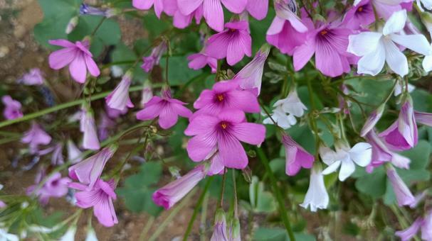カタバミの花 カタバミの花 カタバミ,花,植物の写真素材