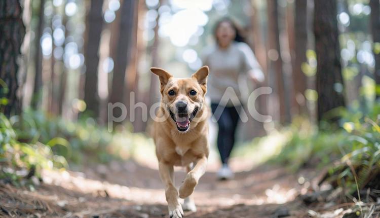 清々しい空気の森を笑顔で走る犬と飼い主 犬,飼い主,走るの写真素材