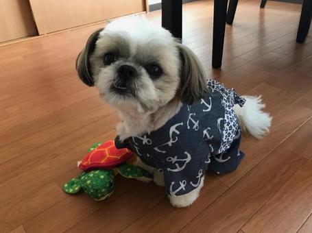 浴衣姿の愛犬 浴衣姿の愛犬 愛犬,シーズー,ペットの写真素材