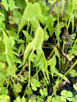 Green leaves of arrowhead and water lily, JPG