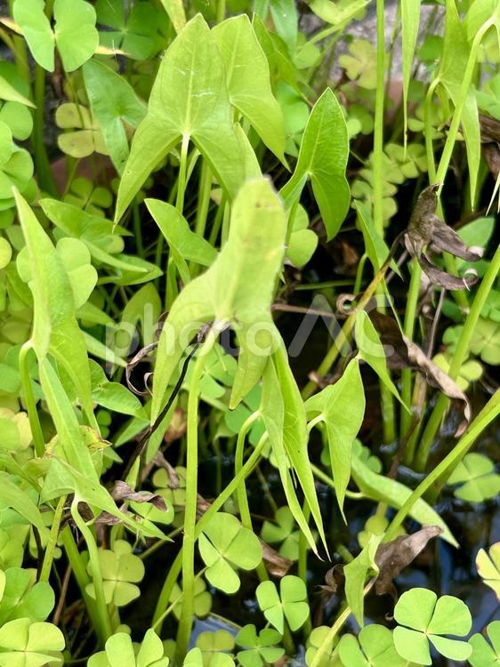 オモダカとデンジソウの緑の葉っぱ 水草,オモダカ,デンジソウの写真素材